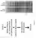 Fig. 09 - Targeting emopamil binding protein (EBP) with small molecules that induce an abnormal feedback response by lowering endogenous cholesterol biosynthesis