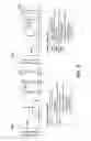 Fig. 11 - Seismic stratigraphic surface classification