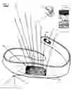 Fig. 03 - Multi-functional wearable-implemented method to provide fetus's life advancement and enhancements for pregnant mothers