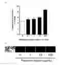 Fig. 02 - Catecholamine production accelerator, and therapeutic and preventive agent and therapeutic and preventive food composition for diseases caused by catecholamine deficiency
