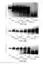 Fig. 08 - METHOD FOR PREPARING SINGLE-VALENT, MODIFIED AVIDIN-LIKE MOLECULES AND MODIFIED FUNCTIONAL CONJUGATES