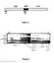 Fig. 02 - Isoform of the TGF-beta receptor II