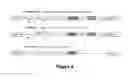 Fig. 06 - Isoform of the TGF-beta receptor II