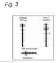 Fig. 04 - Spectral equalizer