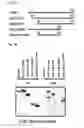 Fig. 02 - Peptide having cell membrane penetrating activity