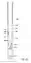 Fig. 33 - Downhole apparatus
