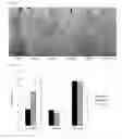 Fig. 34 - Method for propagating microorganisms within plant bioreactors and stably storing microorganisms within agricultural seeds