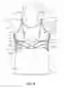 Fig. 07 - Garment for selectively supporting shields for expressing milk