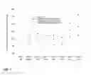 Fig. 02 - Methods for the safe administration of imidazole or imidazolium compounds