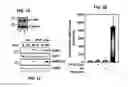 Fig. 02 - Methods of regulating cannabinoid receptor activity-related disorders and diseases