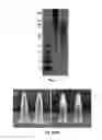 Fig. 04 - Fibroin-derived protein composition