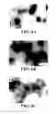 Fig. 07 - COMPOSITIONS OF NUCLEIC ACID-CONTAINING NANOPARTICLES FOR IN VIVO DELIVERY