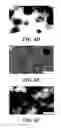 Fig. 08 - COMPOSITIONS OF NUCLEIC ACID-CONTAINING NANOPARTICLES FOR IN VIVO DELIVERY