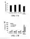 Fig. 22 - COMPOSITIONS OF NUCLEIC ACID-CONTAINING NANOPARTICLES FOR IN VIVO DELIVERY