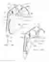 Fig. 14 - Personal height rescue apparatus