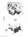 Fig. 08 - Neutralizing GP41 antibodies and their use