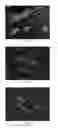 Fig. 09 - Anti-p40 antibodies systems and methods
