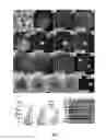 Fig. 02 - Methods for forming three-dimensional human retinal tissue in vitro