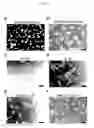 Fig. 02 - Method of producing microglial cells