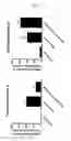 Fig. 06 - Method of producing microglial cells