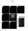 Fig. 02 - Population of isolated chicken cells reprogrammed from somatic cells