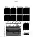 Fig. 07 - Population of isolated chicken cells reprogrammed from somatic cells