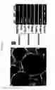 Fig. 13 - Population of isolated chicken cells reprogrammed from somatic cells