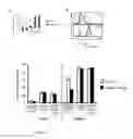 Fig. 06 - Conditionally replicating adenovirus