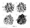 Fig. 02 - Crystals of angiotensin-converting enzyme (ACE)