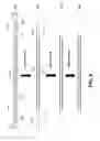 Fig. 06 - COMPOSITIONS AND METHODS FOR NUCLEIC ACID AMPLIFICATION