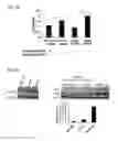 Fig. 07 - miR-122* as an active micro-RNA, compositions comprising the same and uses thereof