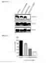 Fig. 22 - STAT3 inhibitors and uses thereof