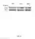Fig. 06 - Anti-tumor therapy