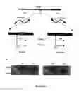 Fig. 02 - DNA vector production system