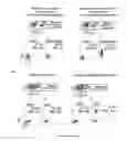 Fig. 08 - Pseudotyped lentiviral vectors