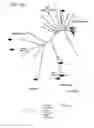 Fig. 29 - RNA-guided gene drives