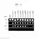 Fig. 04 - Yeast cell having acid tolerance, method of preparing yeast cell and use thereof