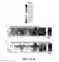 Fig. 04 - Nuclease profiling system