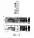 Fig. 16 - Nuclease profiling system