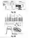 Fig. 09 - NUCLEIC ACID DETECTION AND QUANTIFICATION BY POST-HYBRIDIZATION LABELING AND UNIVERSAL ENCODING
