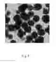 Fig. 08 - NANOZYME IMMUNOCHROMATOGRAPHIC DETECTION METHOD