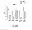 Fig. 49 - Knock-in rodent comprising a mutation in an endogenous CRBN locus and methods of use thereof