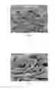 Fig. 11 - USING WOLFFIA GENUS PLANT MATERIAL FOR PREPARING DOUGH
