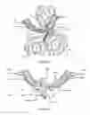 Fig. 22 - Apparatus to scrape coconut