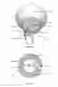 Fig. 41 - Apparatus to scrape coconut