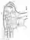 Fig. 40 - Endoscopic surgical clip applier