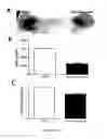 Fig. 09 - SKIN PROBIOTIC