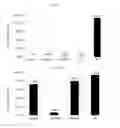 Fig. 06 - Live attenuated catfish vaccine and method of making