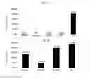 Fig. 07 - Live attenuated catfish vaccine and method of making