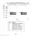 Fig. 02 - Coronavirus proteins and antigens